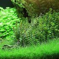 Rotala indica green ADET İTHAL