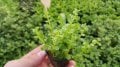 Rotala indica green ADET İTHAL