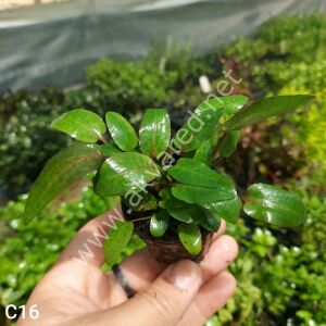 Cryptocoryne wendtii 'Green' ADET EXVITRO