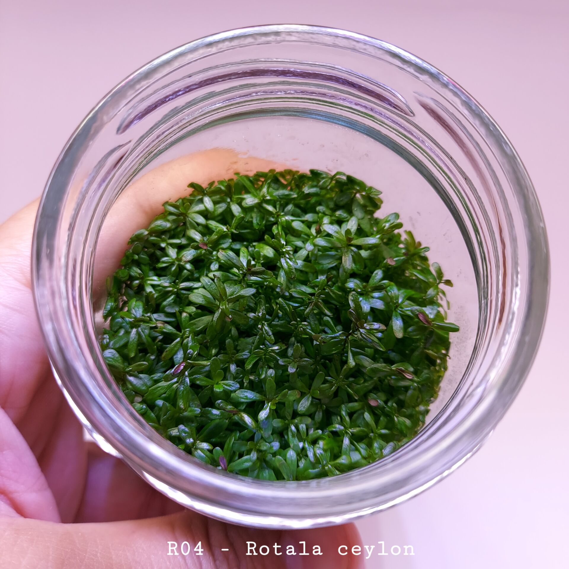 Rotala ceylon IN VITRO JAR (KAVANOZ)