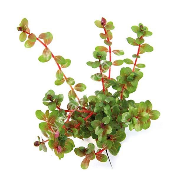 Rotala indica red SAKSI