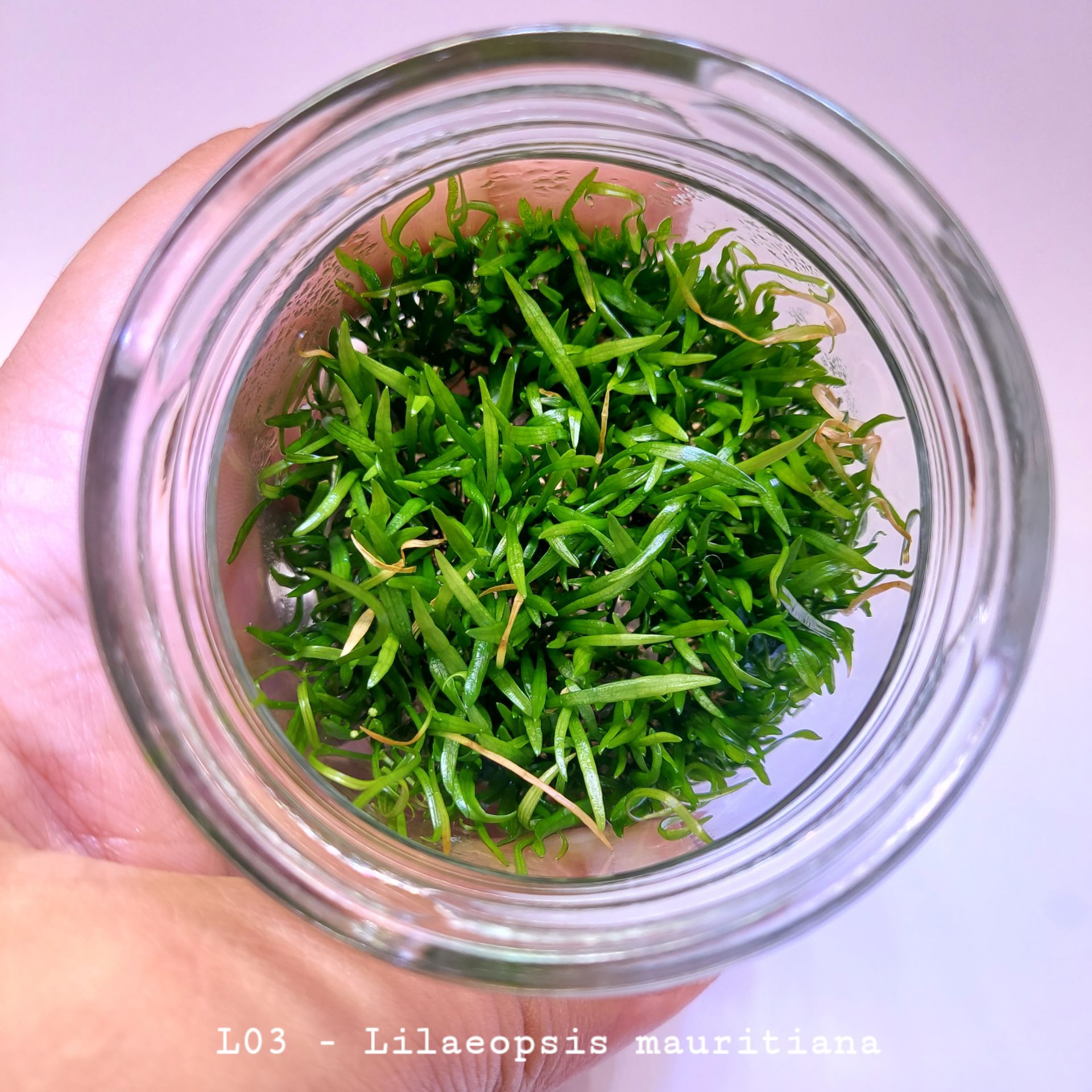 Lilaeopsis mauritiana IN VITRO JAR (KAVANOZ)