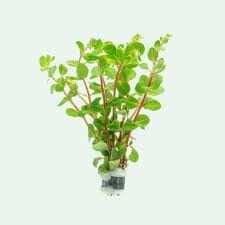 Rotala indica red İTHAL BUKET