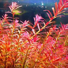 Rotala indica red İTHAL BUKET
