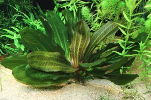 Echinodorus hadi red pearl SAKSI