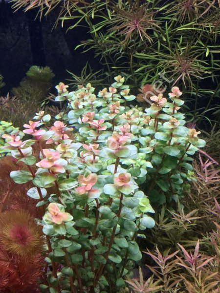 Rotala macrandra mini pink SAKSI