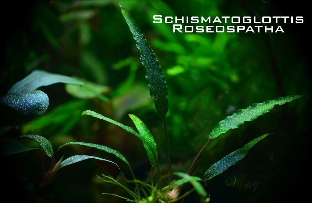 Schismatoglottis roseopathae ADET İTHAL