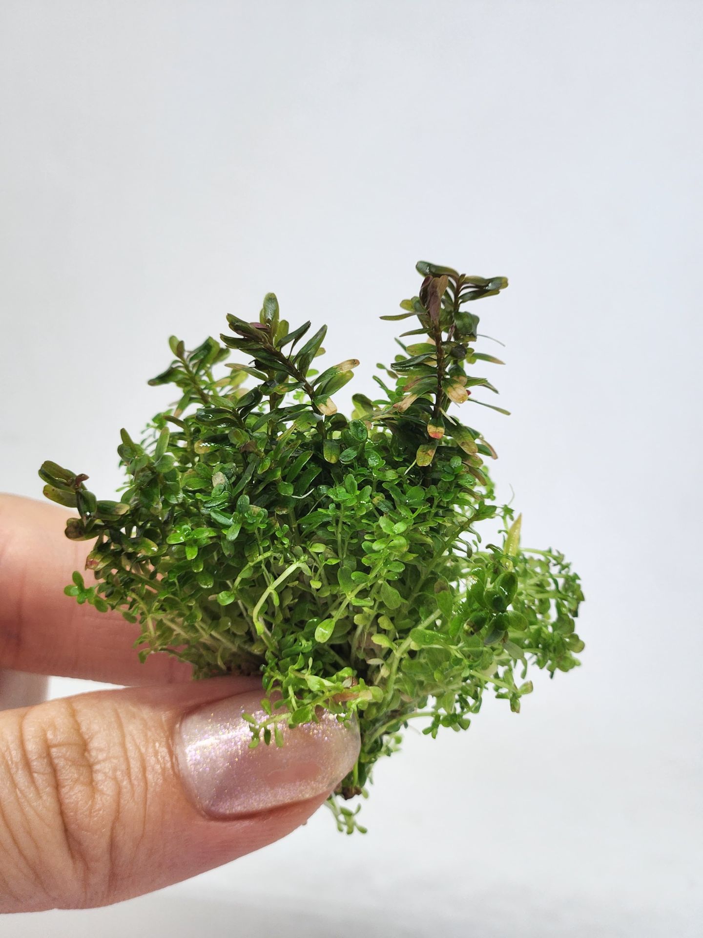 Rotala macrandra mini pink ADET EXVITRO