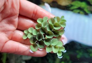 Salvinia auriculata 50 cc PORSİYON ÖN SİPARİŞ