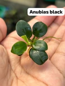 Anubias black ADET - ÖN SİPARİŞ