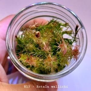 Rotala wallichi IN VITRO JAR (KAVANOZ)