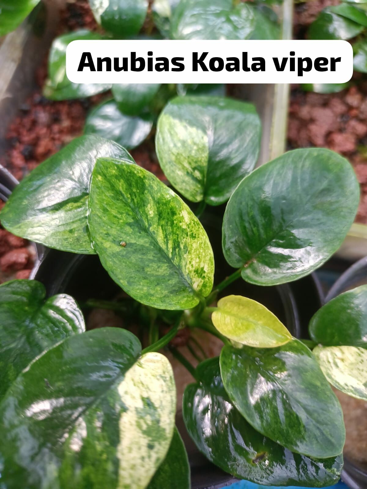 Anubias KOALA VIPER ADET - ÖN SİPARİŞ