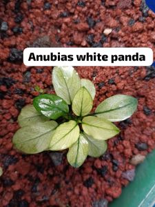 Anubias white panda ADET - ÖN SİPARİŞ