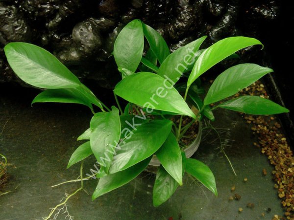 Anubias lanceolata ADET EXVITRO