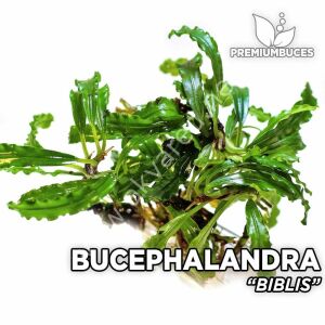 Bucephalandra biblis 20x30 DEV PORSİYON - ÖN SİPARİŞ