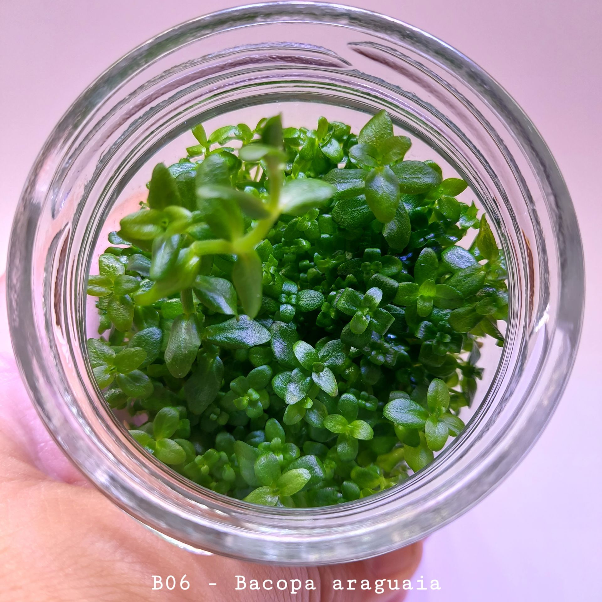 Bacopa salzmannii araguaia IN VITRO JAR (KAVANOZ)