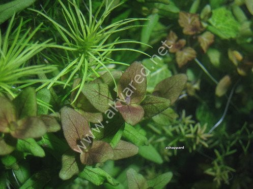 Bacopa salzmannii araguaia IN VITRO JAR (KAVANOZ)