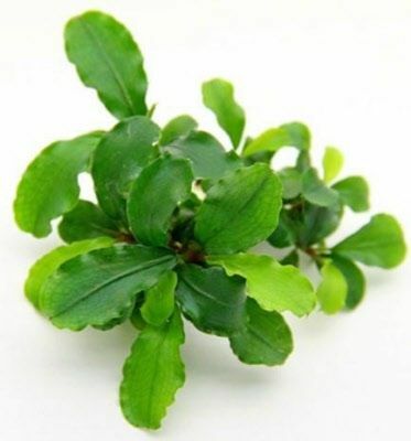 Bucephalandra broad wavy 20X30CM ÖN SİPARİŞ