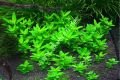 Staurogyne repens ADET EXVITRO