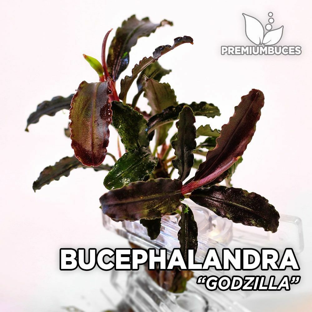 Bucephalandra godzilla 20x30cm ÖN SİPARİŞ
