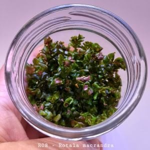 Rotala macrandra IN VITRO JAR (KAVANOZ)