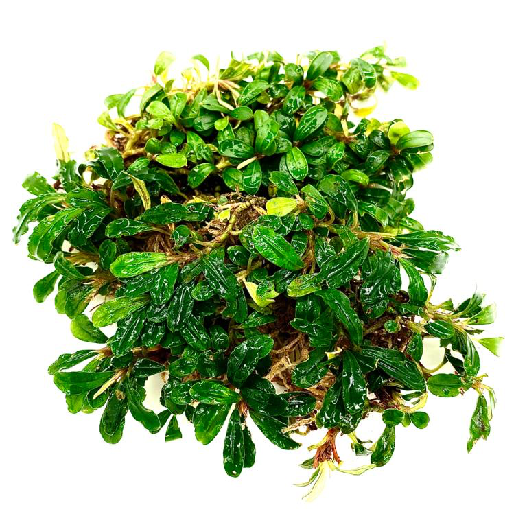 Bucephalandra mini melawi 20X30 CM PORSİYON ÖN SİPARİŞ