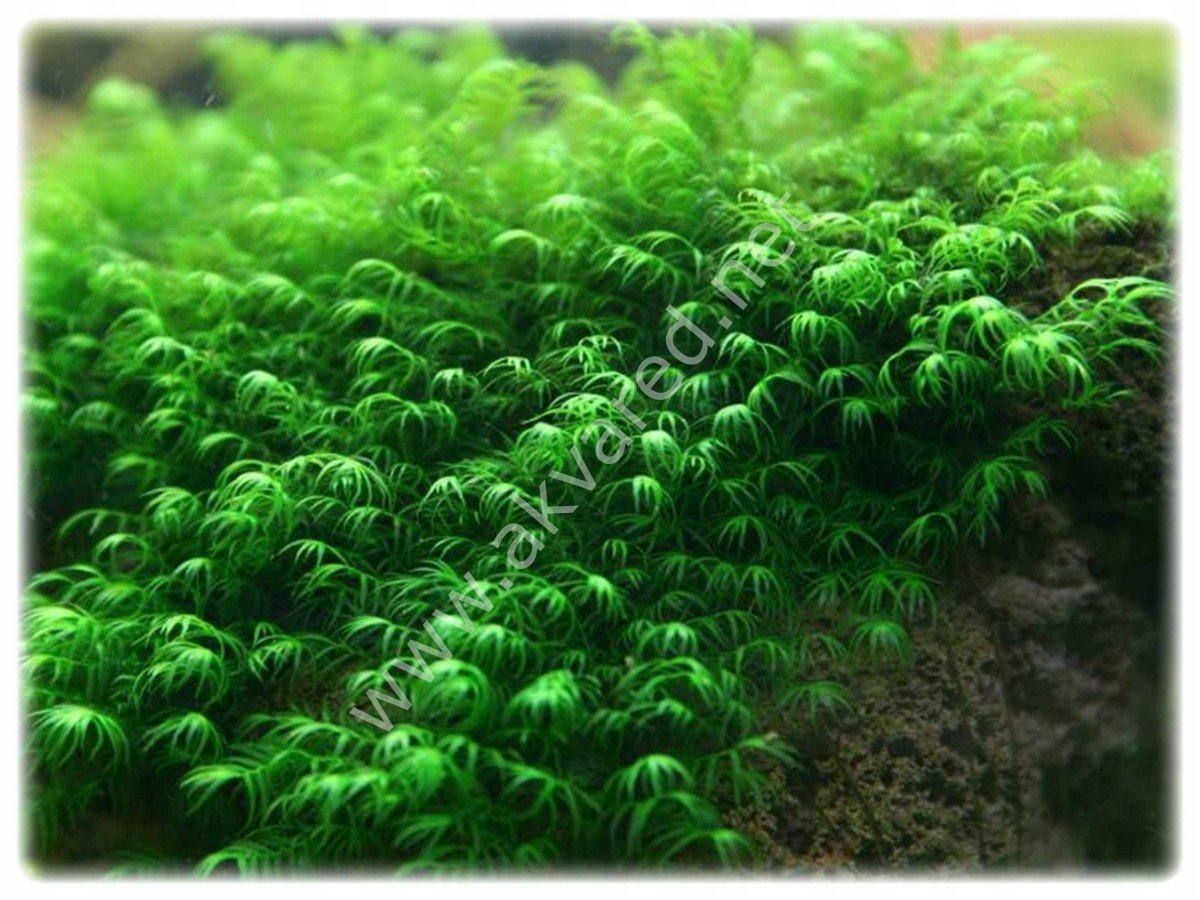 Fissidens fontanus Moss 5 gr.