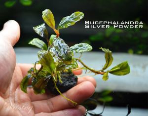 Bucephalandra silver powder 20x30cm - ÖN SİPARİŞ