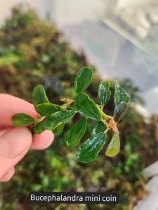 Bucephalandra mini coin ADET