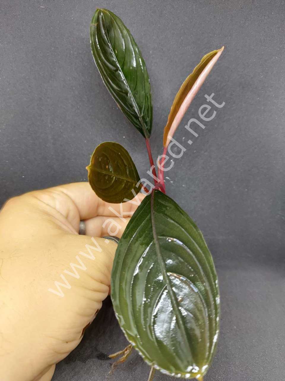 Bucephalandra dark achilles ADET İTHAL