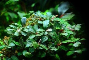 Bucephalandra green wavy İTHAL ADET ÖN SİPARİŞ