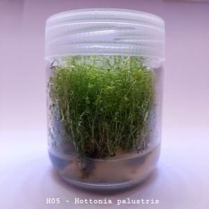 Hottonia palustris IN VITRO JAR (KAVANOZ)