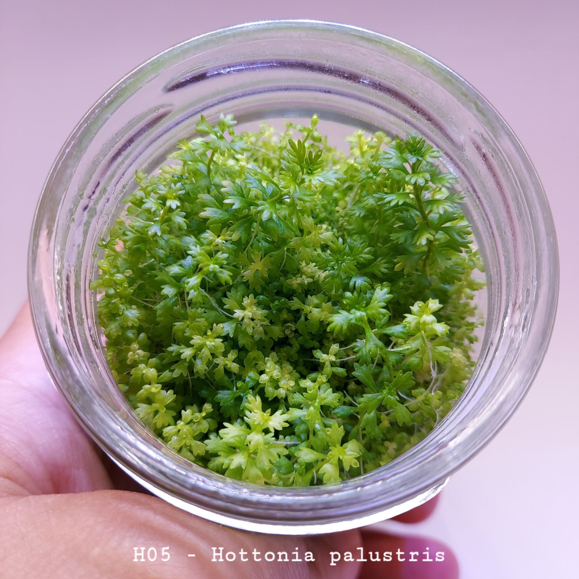 Hottonia palustris IN VITRO JAR (KAVANOZ)