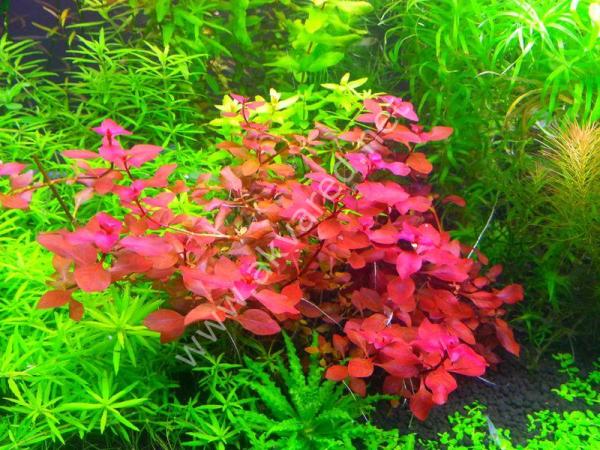 Ludwigia mini super red IN VITRO JAR (KAVANOZ)