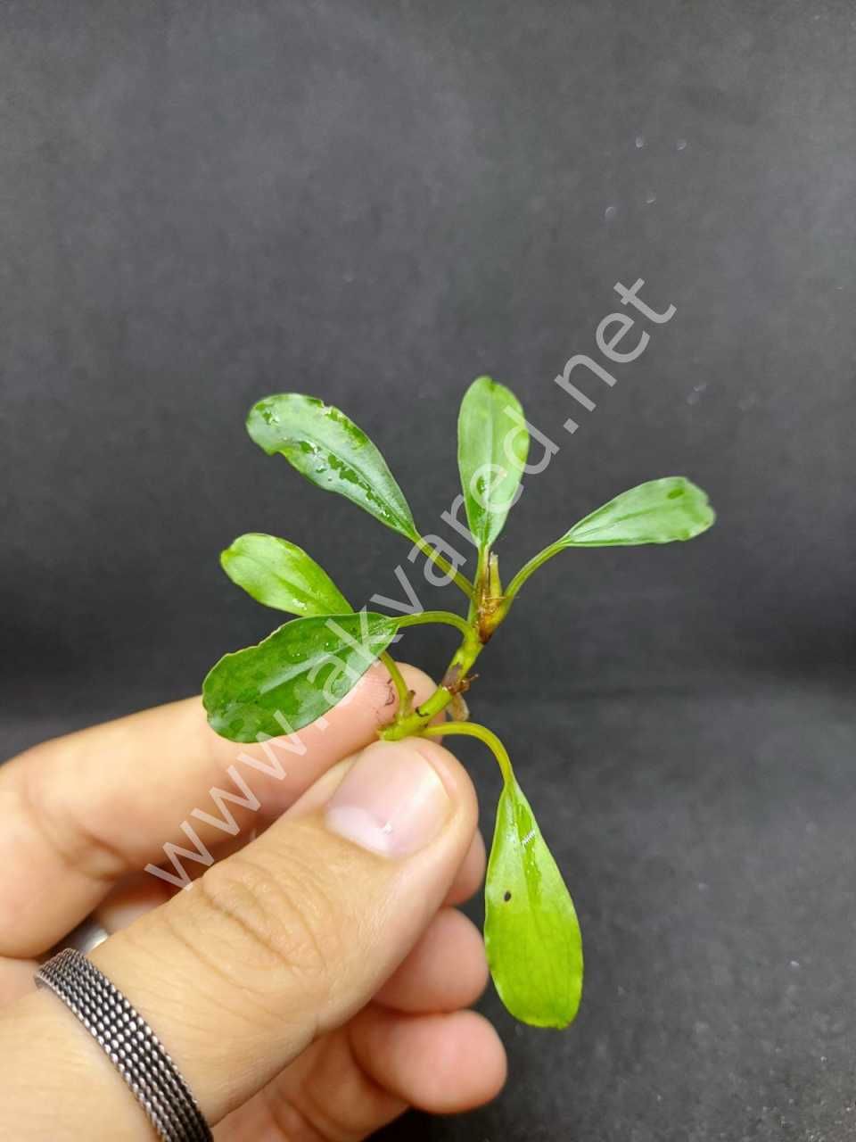 Bucephalandra venus İTHAL ADET ÖN SİPARİŞ