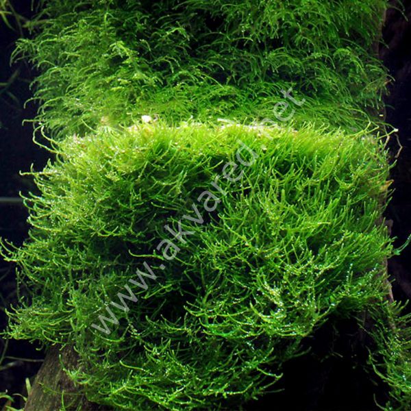 Taxiphyllum barbieri / Java Moss 5 gr - İTHAL