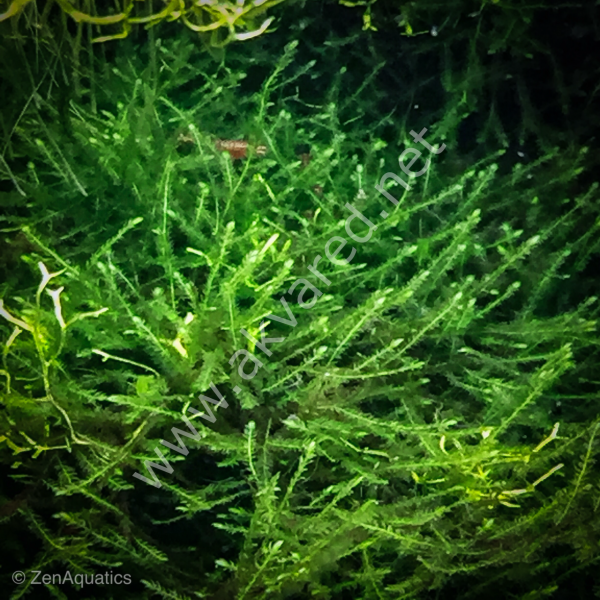 Taxiphyllum barbieri / Java Moss 5 gr - İTHAL