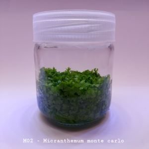 Micranthemum monte carlo IN VITRO JAR (KAVANOZ)