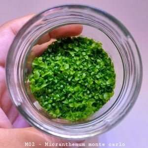 Micranthemum monte carlo IN VITRO JAR (KAVANOZ)