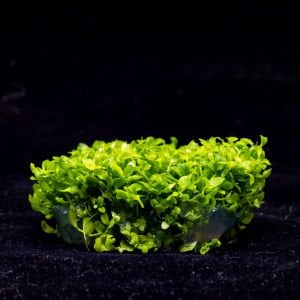 Micranthemum monte carlo IN VITRO JAR (KAVANOZ)