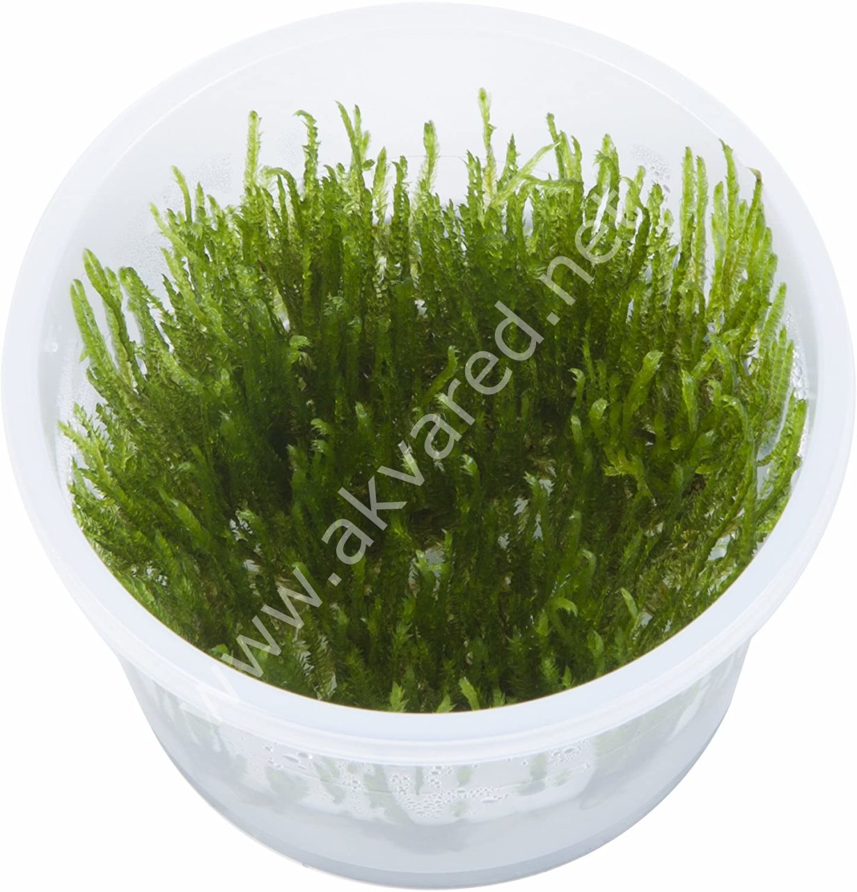 Taxiphyllum sp. Spiky Moss 5 gr - İTHAL