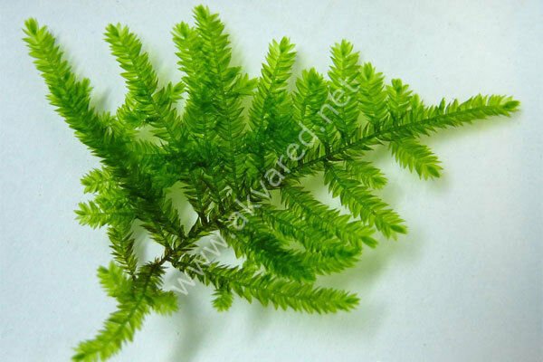 Taxiphyllum sp. Spiky Moss 5 gr - İTHAL