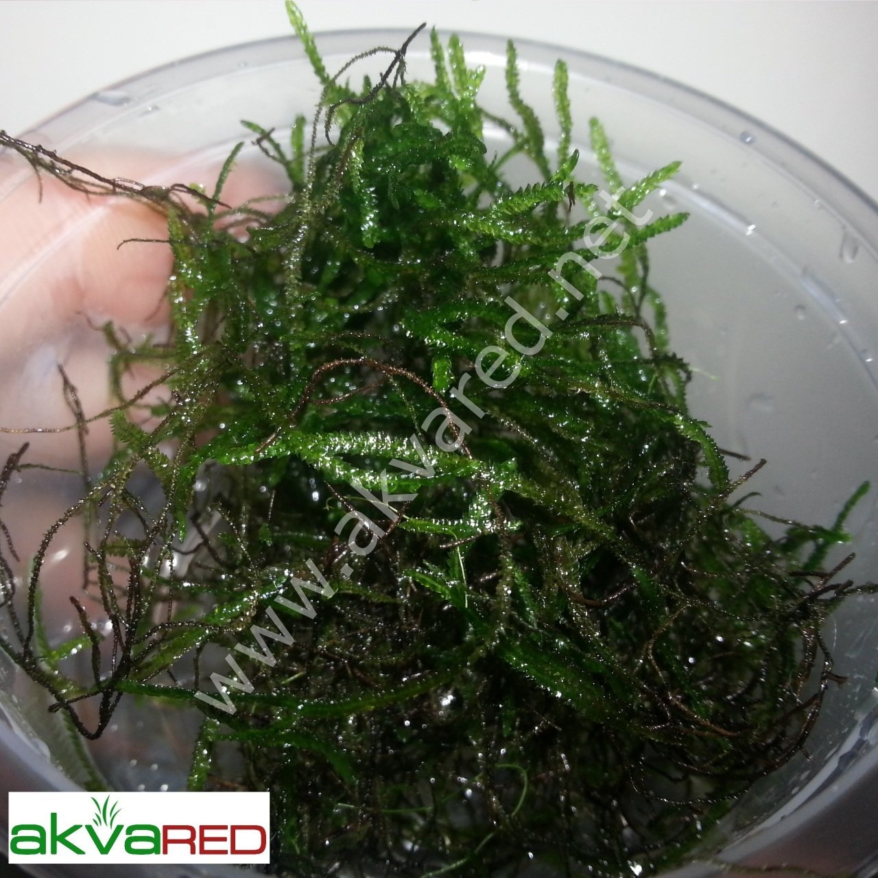 Taxiphyllum sp. Flame Moss 5 gr - İTHAL