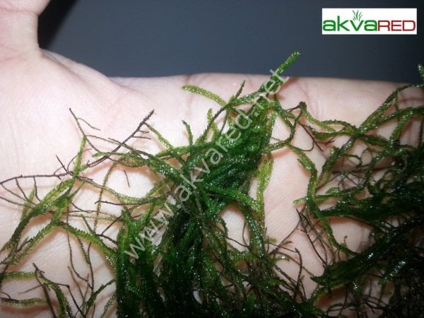 Taxiphyllum sp. Flame Moss 5 gr - İTHAL