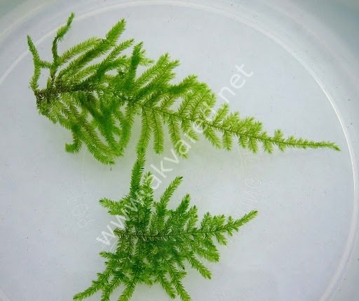 Taxiphyllum sp. Peacock Moss 5 gr - İTHAL