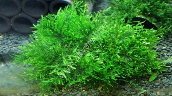 Taxiphyllum sp. Peacock Moss 5 gr - İTHAL