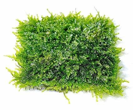 Vesicularia dubyana / Mini Christmas Moss 5 gr. - İTHAL