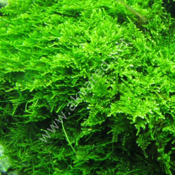 Vesicularia dubyana / Mini Christmas Moss 5 gr. - İTHAL