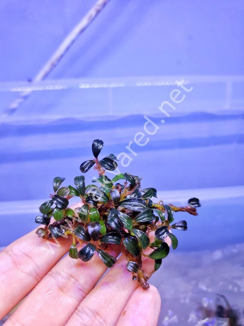 Bucephalandra phantom İTHAL ADET ÖN SİPARİŞ