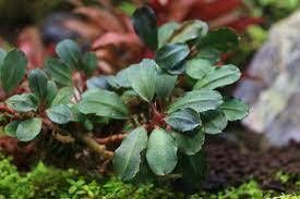 Bucephalandra peacock ADET ÖN SİPARİŞ